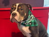 Bubba “Tank” Blue - Photo 3