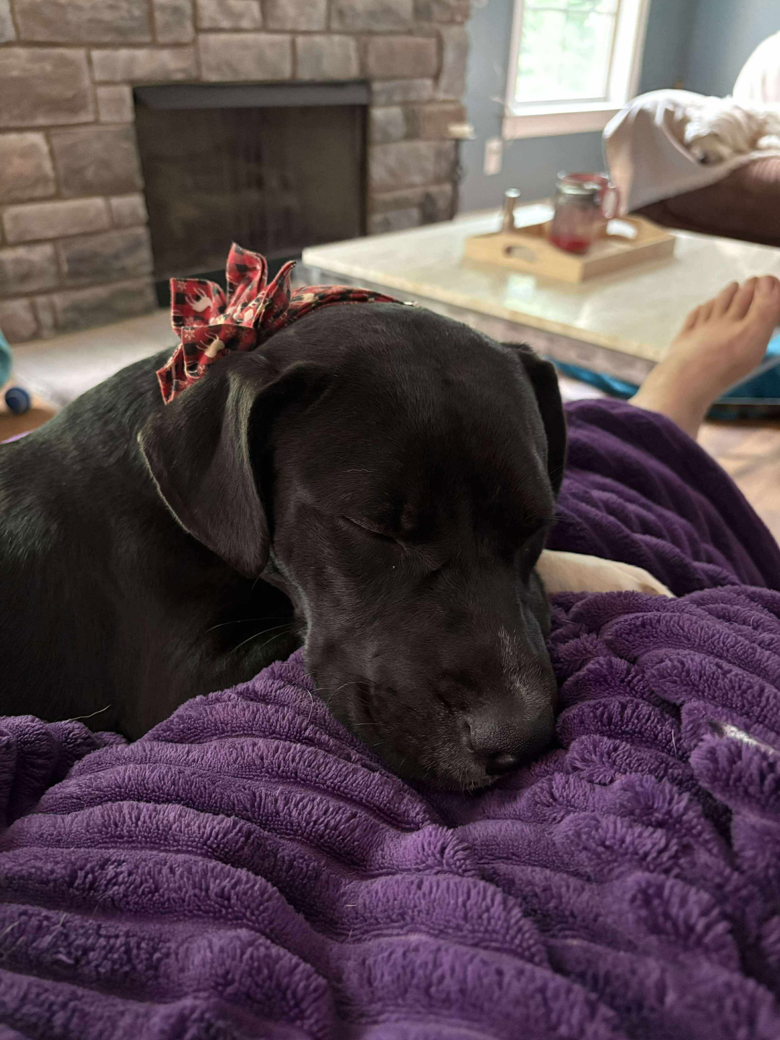 adoptable Dog in Germantown, OH named Sammi Girl