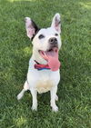 adoptable Dog in germantown, OH named Petey