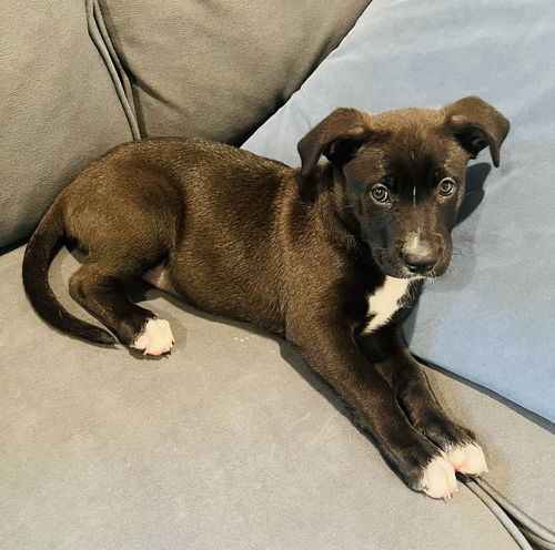 Zola
