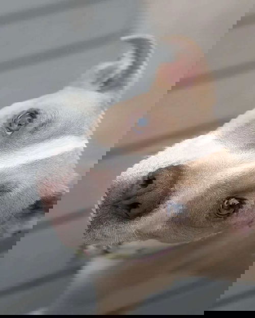 Scampers