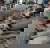 Scampers