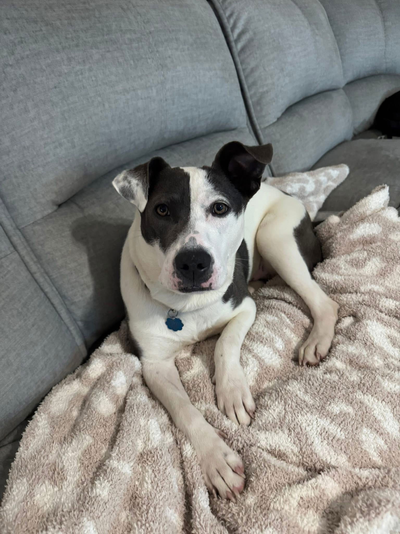adoptable Dog in Germantown, OH named Carnation