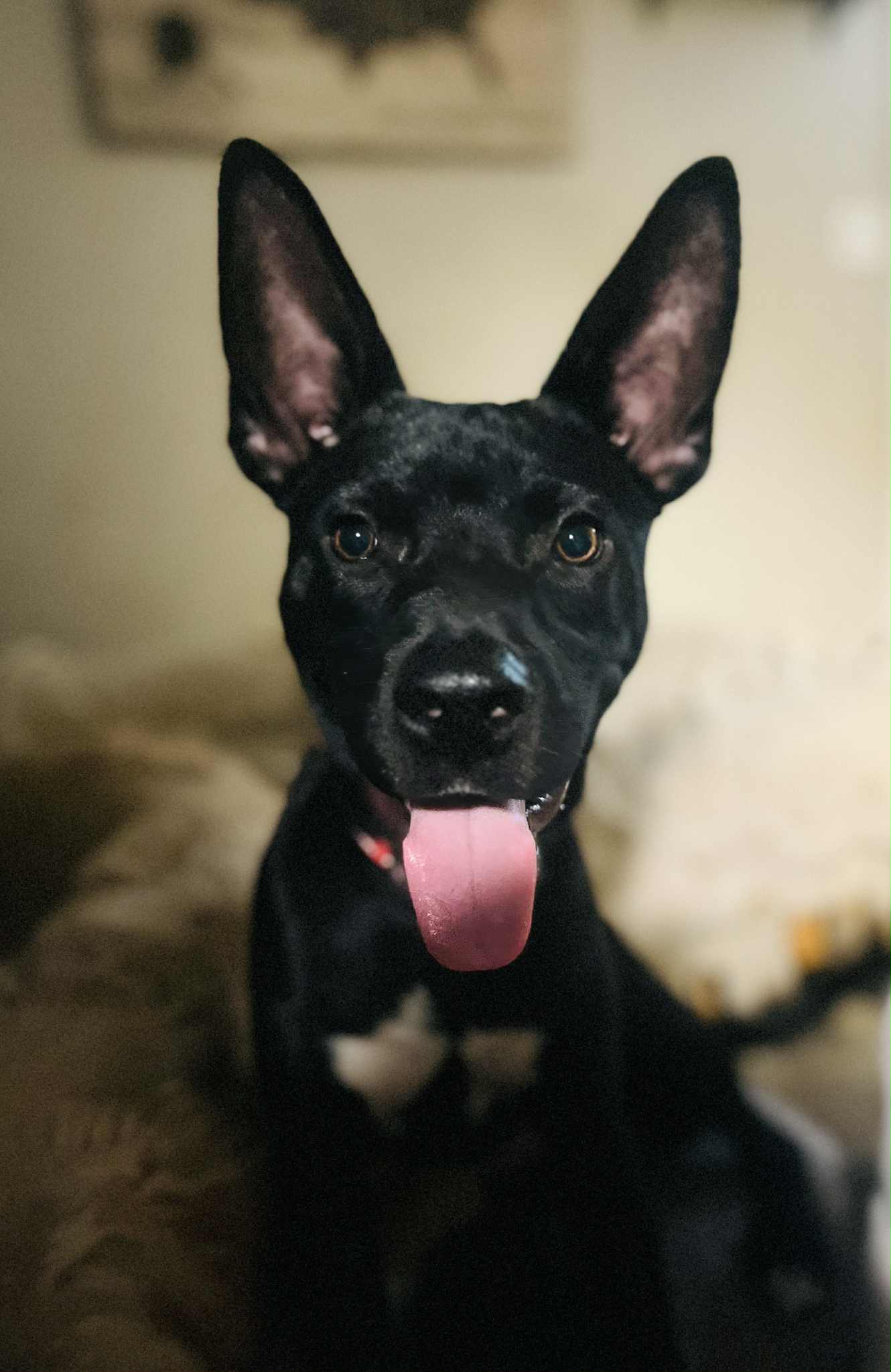 adoptable Dog in Germantown, OH named Garfield