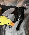 adoptable Dog in germantown, OH named Judge