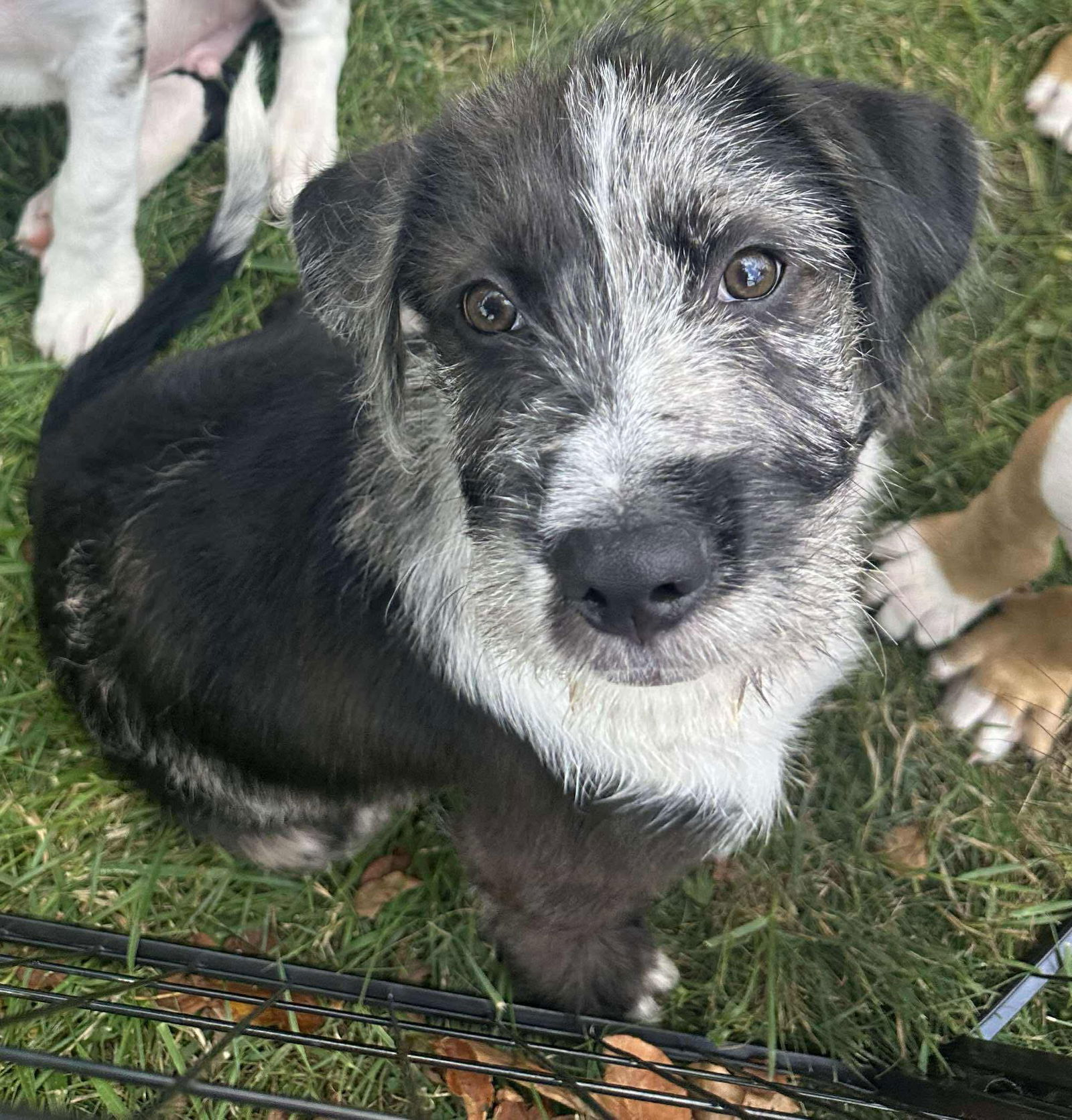 adoptable Dog in Germantown, OH named Percy
