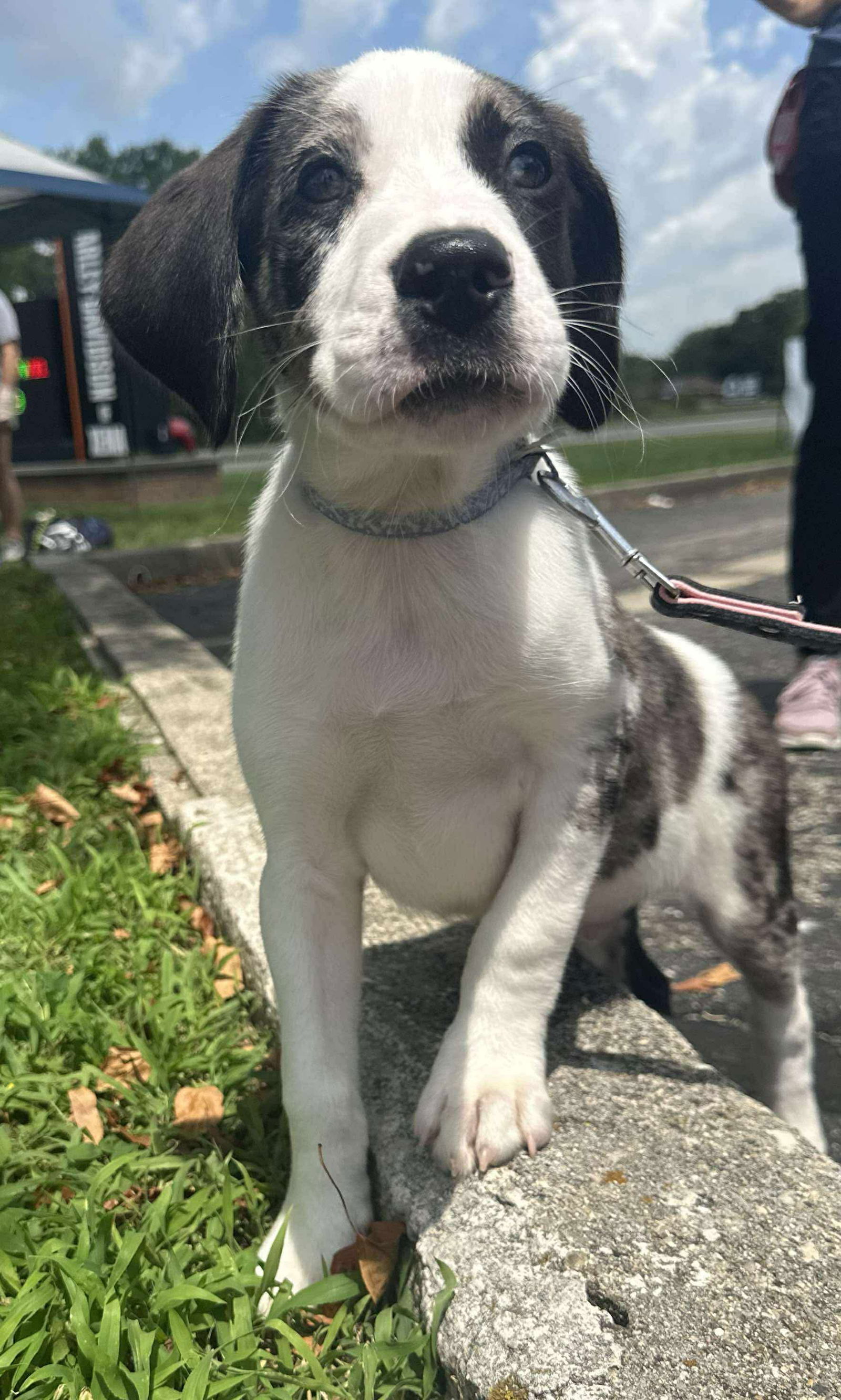 adoptable Dog in Germantown, OH named Riot