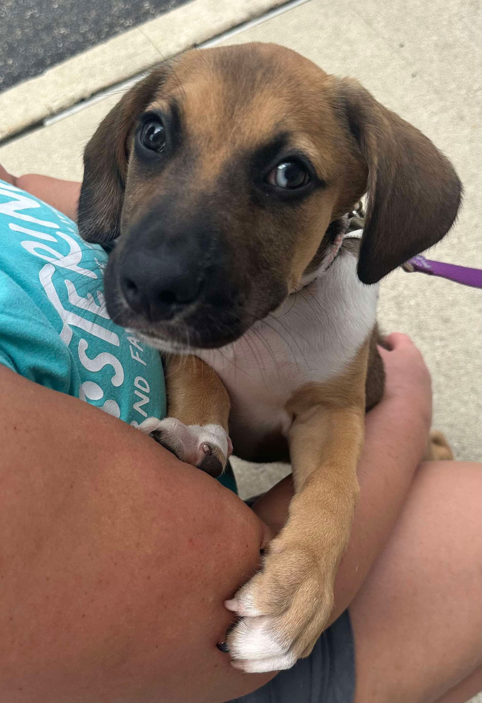 adoptable Dog in Germantown, OH named Ruckus