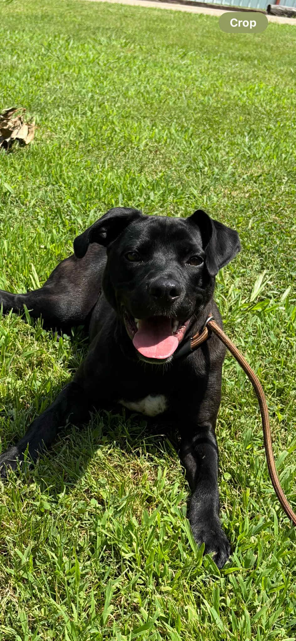 adoptable Dog in Germantown, OH named Joey
