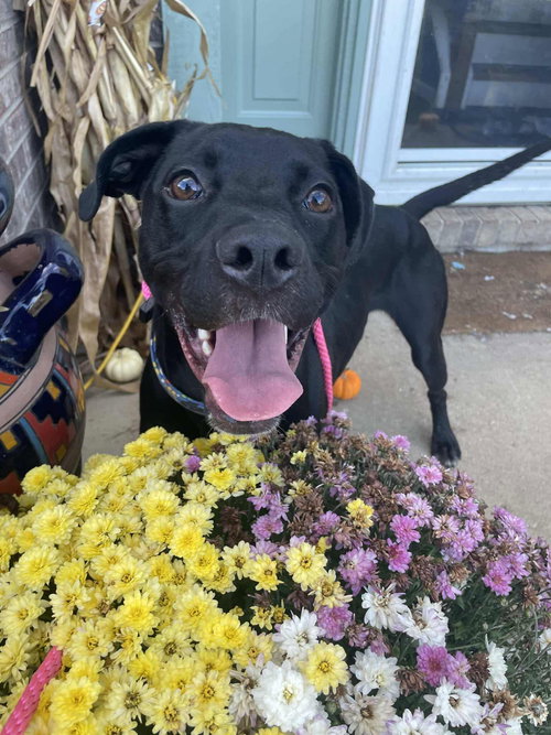 picture of the dog needing adoption