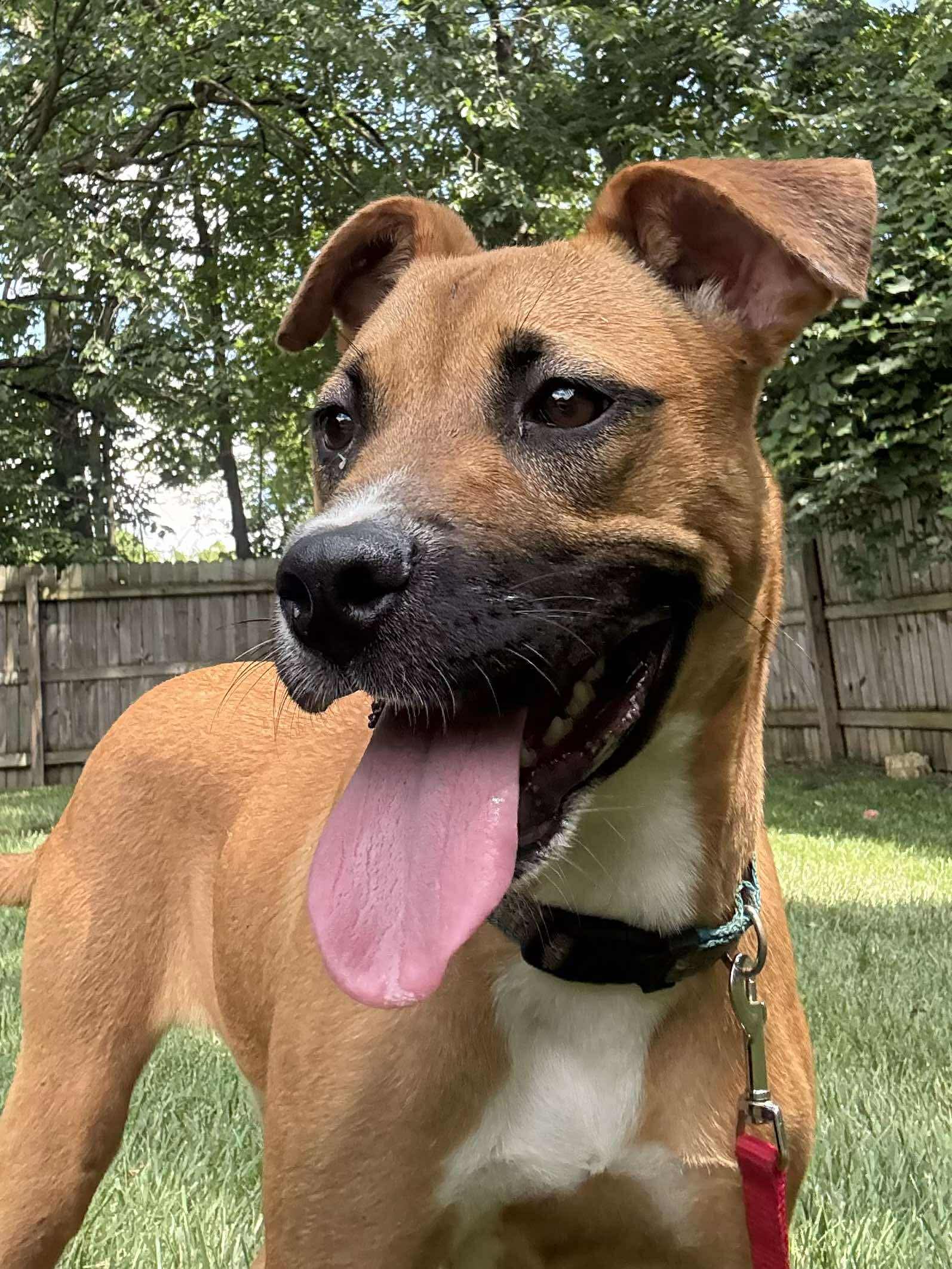 adoptable Dog in Germantown, OH named Maggee Fritz