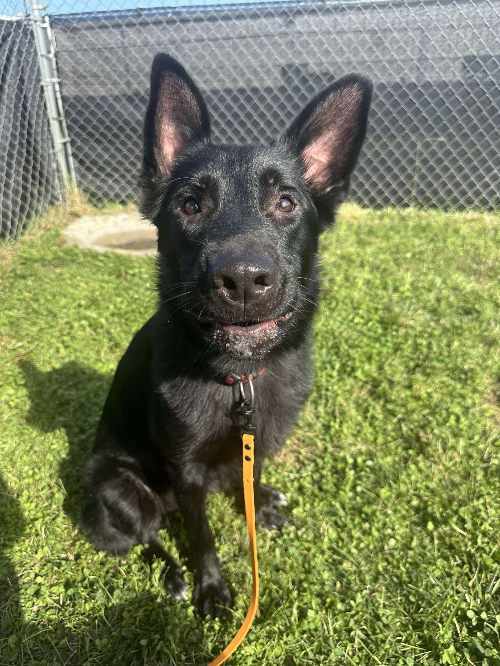 adoptable Dog in Germantown, OH named Lobo