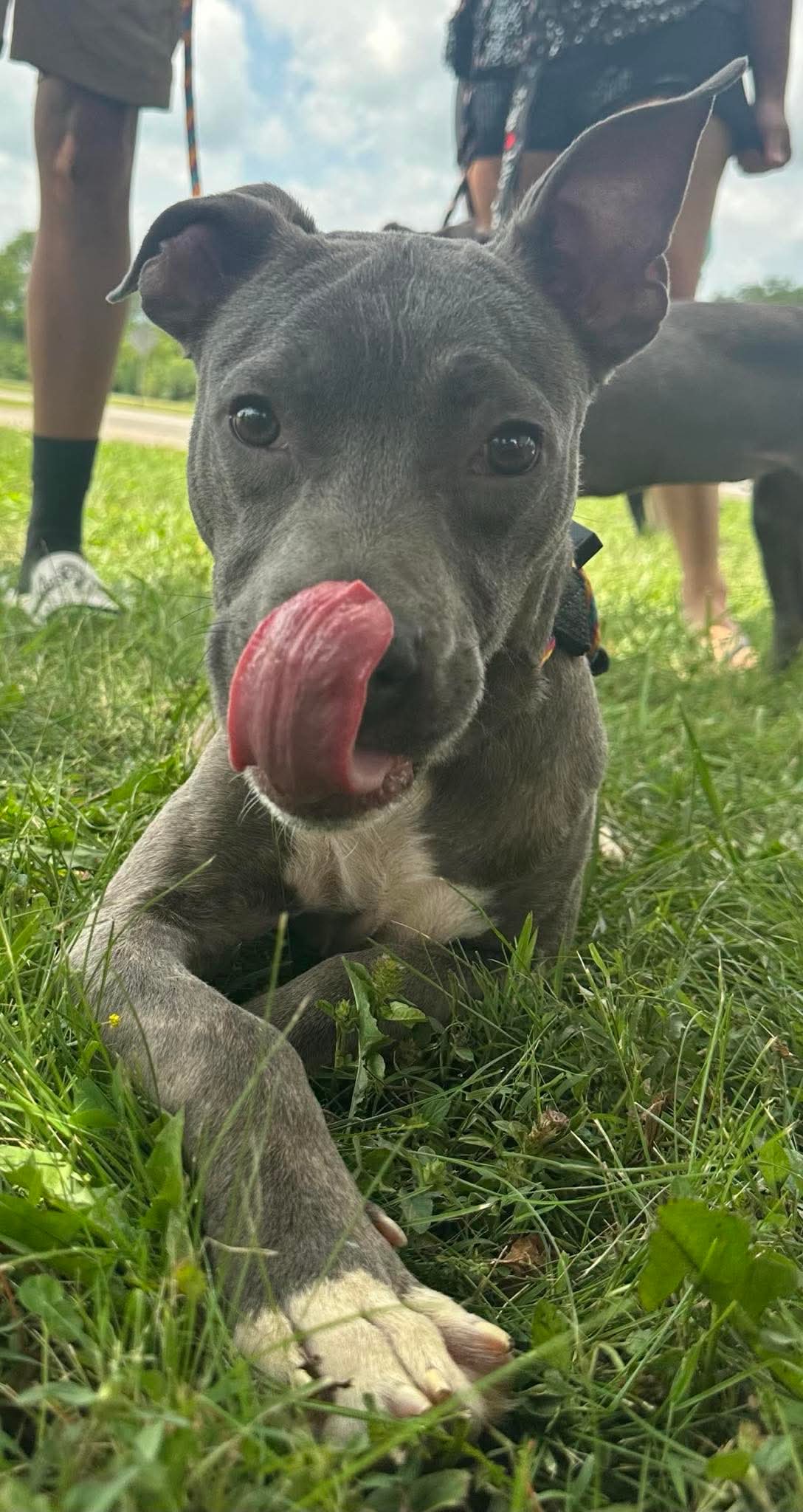 adoptable Dog in Germantown, OH named Khaos