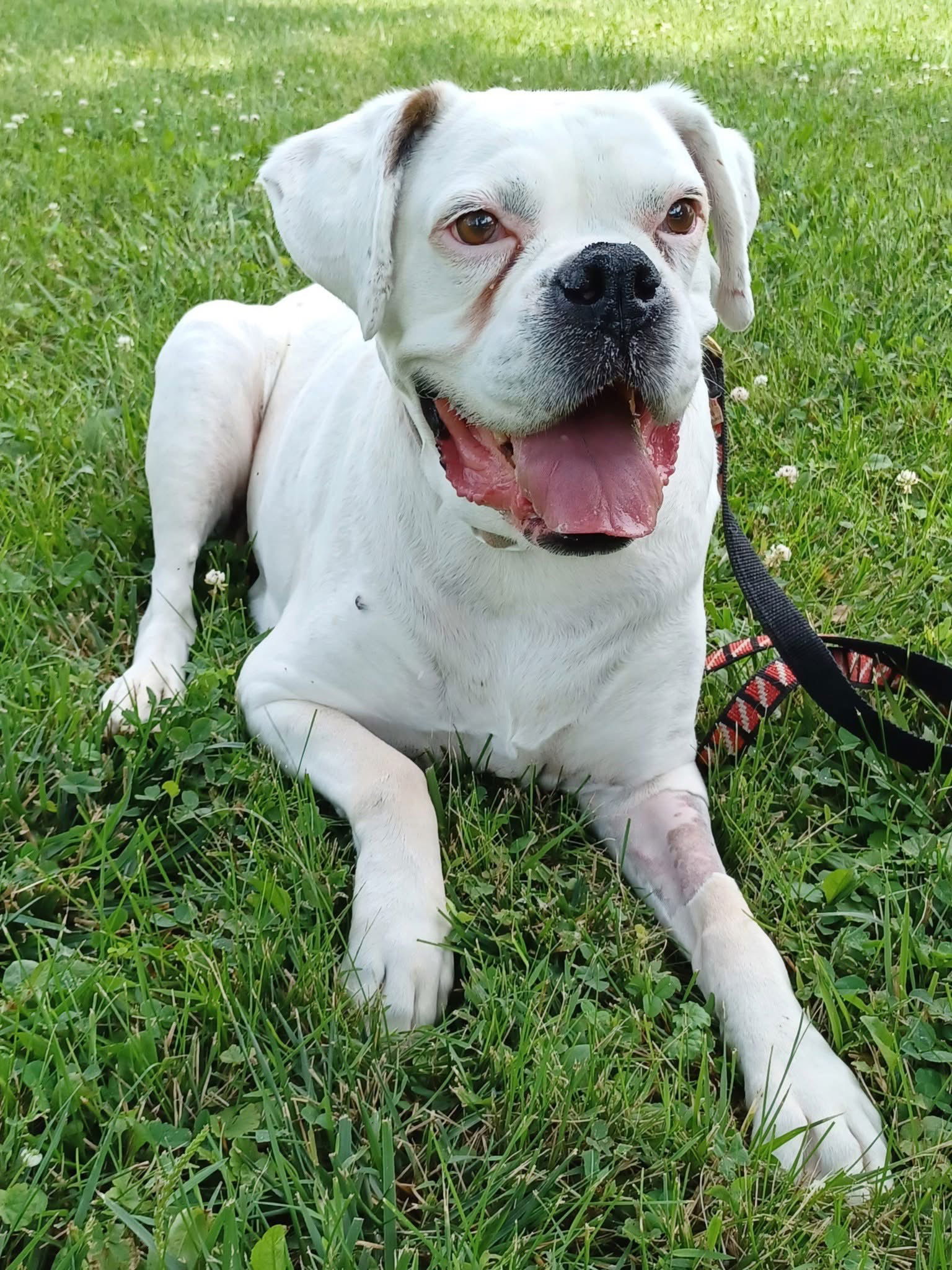 adoptable Dog in Germantown, OH named Esther