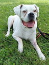 adoptable Dog in germantown, OH named Esther