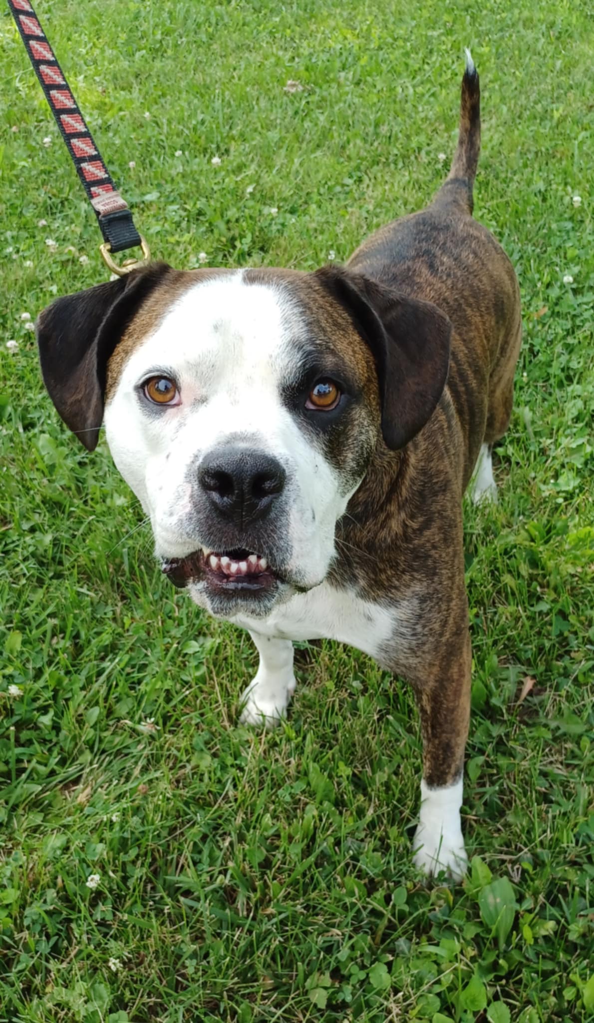 adoptable Dog in Germantown, OH named Amos