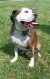Amos - Photo 9