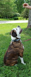 Amos - Photo 10