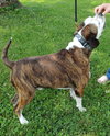 Amos - Photo 13