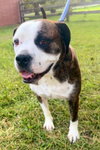 Amos - Photo 7