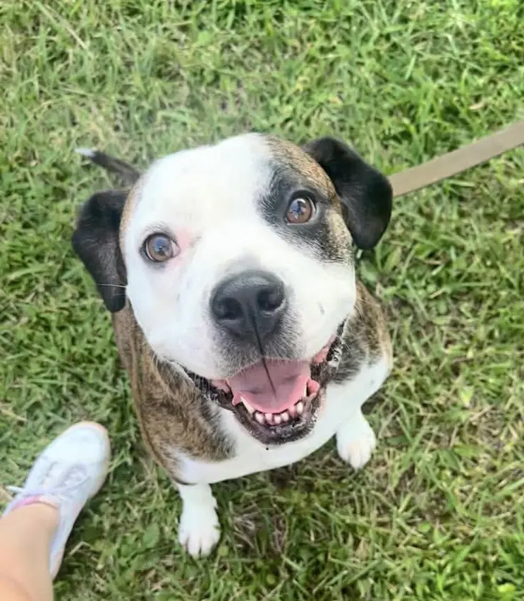 Amos - American Pit Bull Terrier