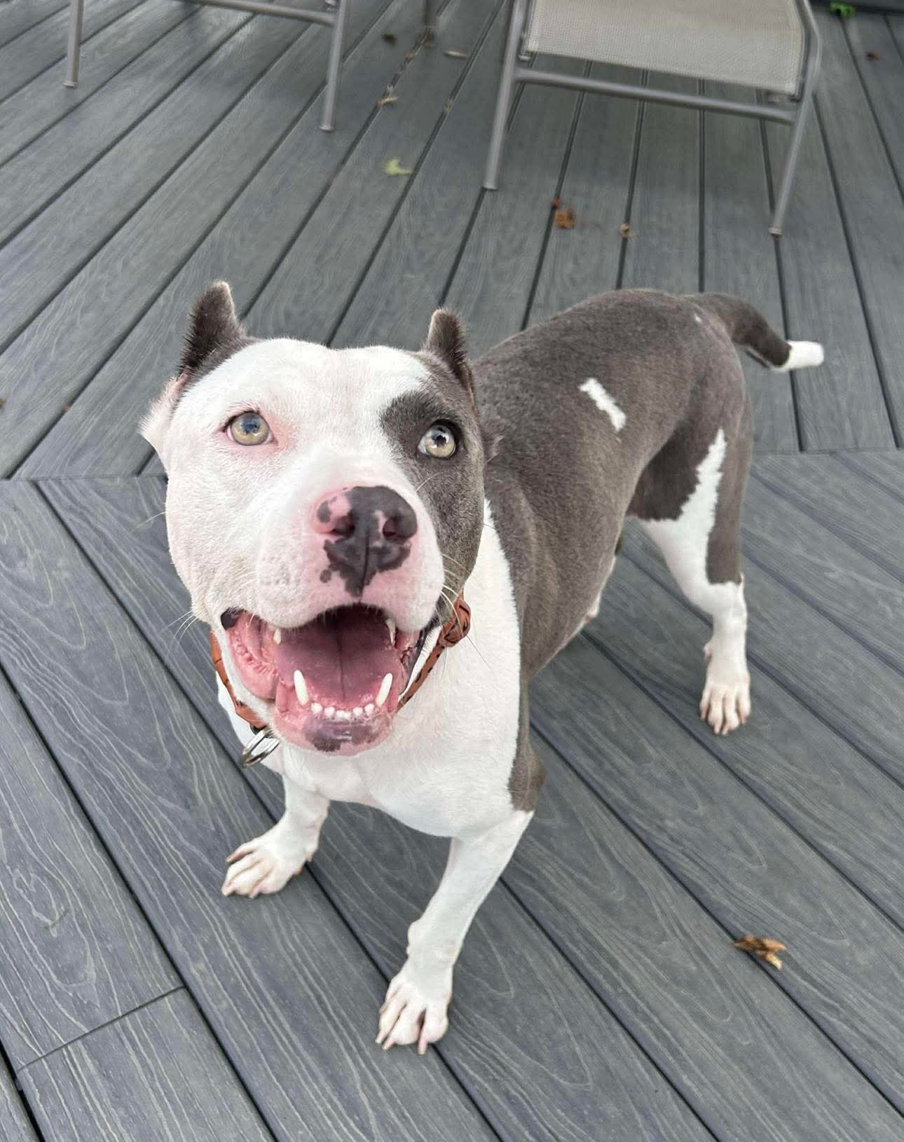 adoptable Dog in Germantown, OH named Mariposa