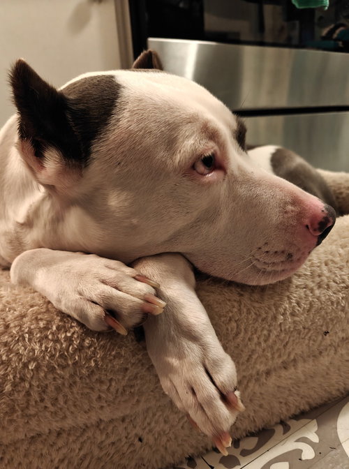 MARIPOSA - American Pit Bull Terrier available for adoption
