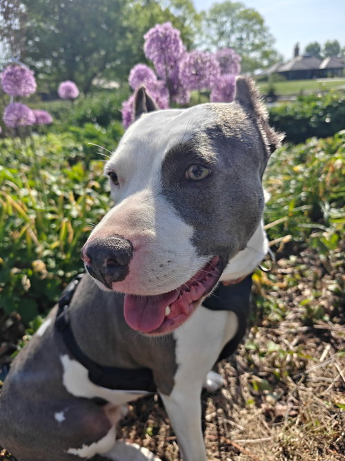 Mariposa, an adoptable American Pit Bull Terrier in Germantown, OH