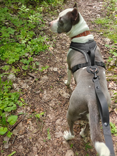 MARIPOSA - American Pit Bull Terrier available for adoption