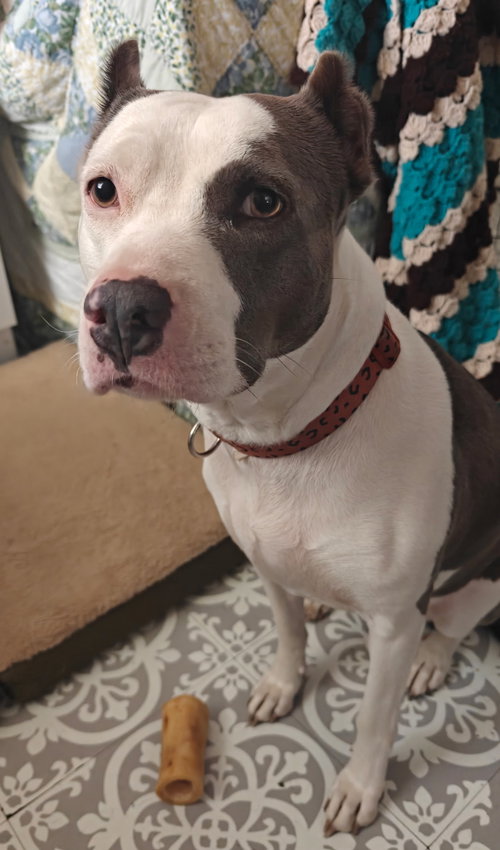 Mariposa, an adoptable American Pit Bull Terrier in Germantown, OH