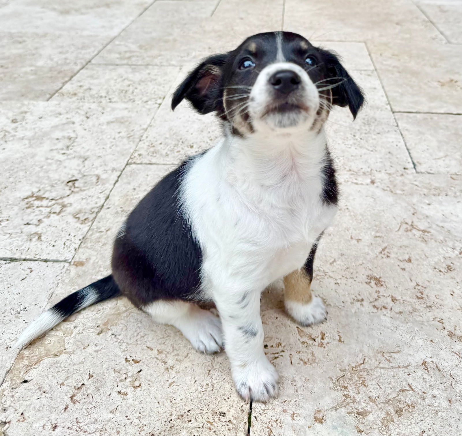 adoptable Dog in Germantown, OH named Lox Bagel