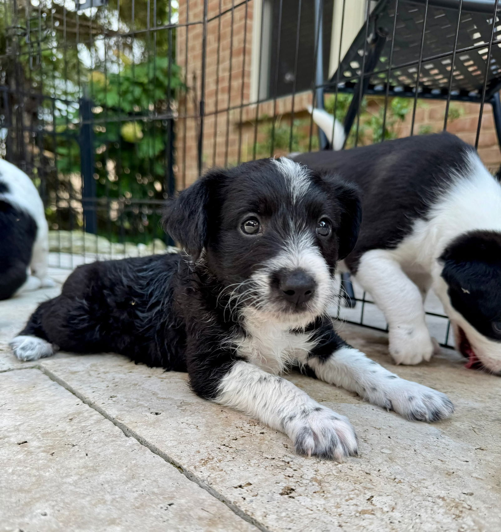 adoptable Dog in Germantown, OH named Avocado Toastie