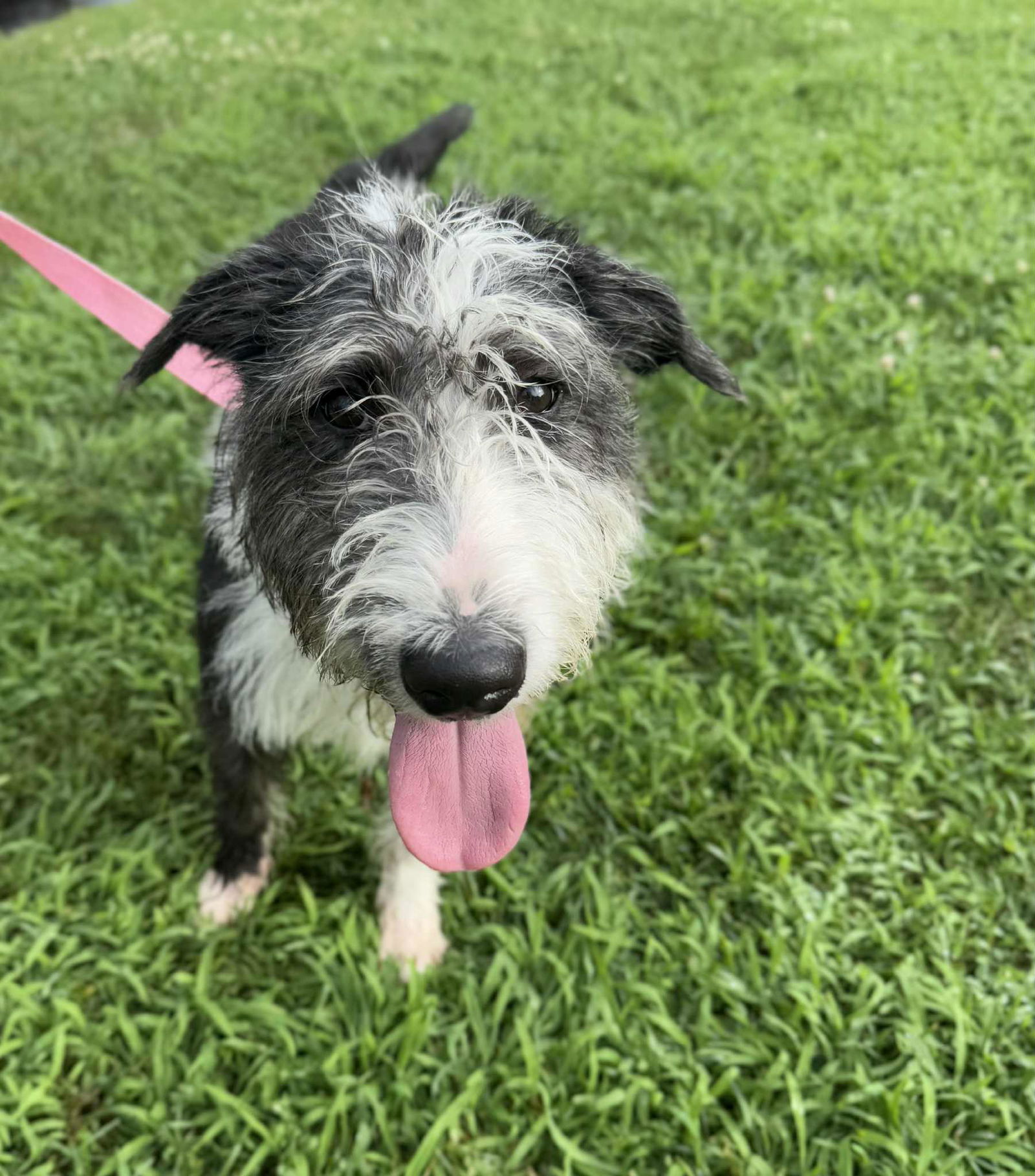 adoptable Dog in Germantown, OH named Octavia