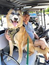 adoptable Dog in  named Gyro