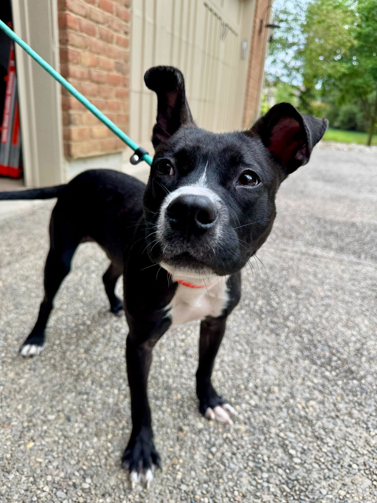 adoptable Dog in Germantown, OH named Arnold