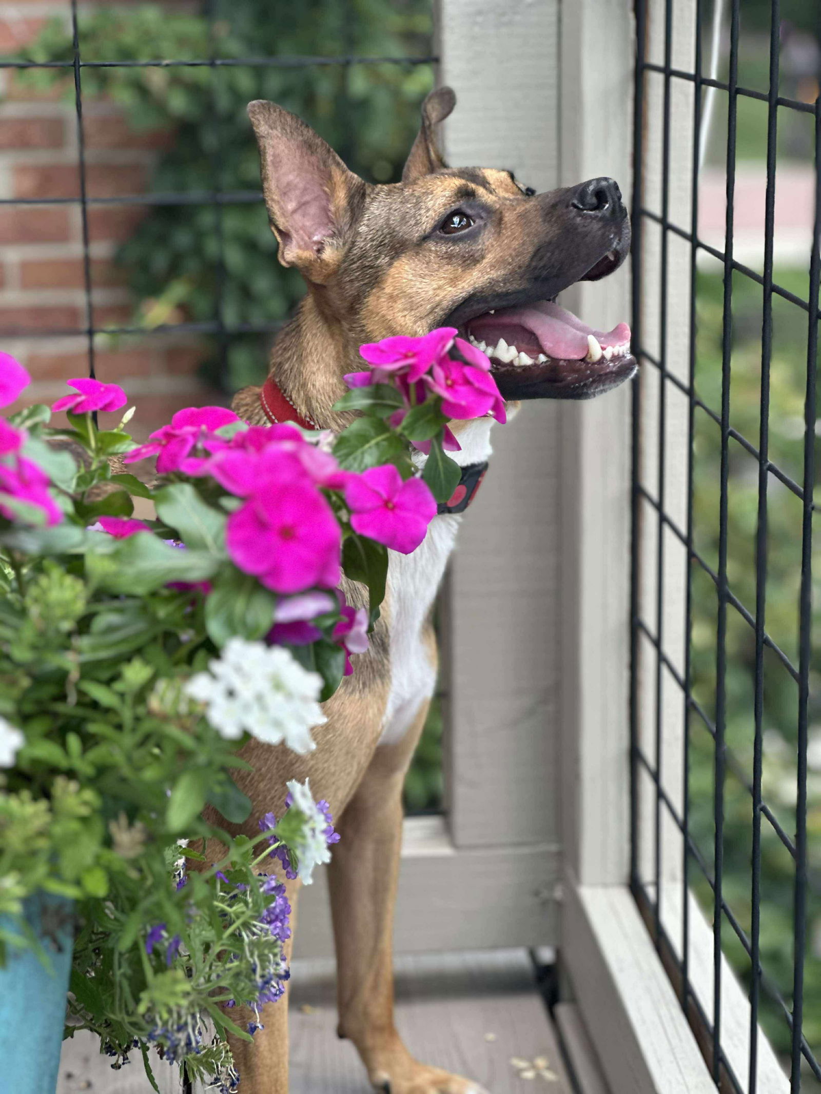 adoptable Dog in Germantown, OH named Chance, the Second