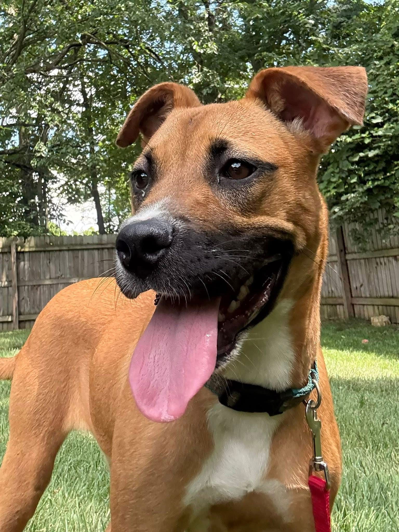 adoptable Dog in Germantown, OH named Maggee Fitz
