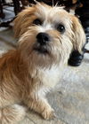 adoptable Dog in  named Boswell