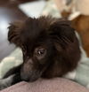 adoptable Dog in  named Crumbl