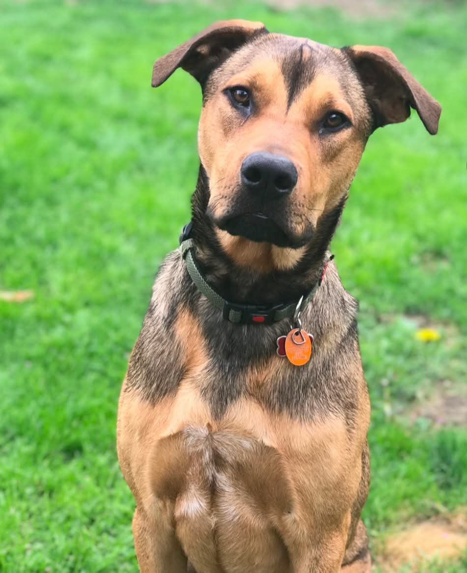 adoptable Dog in Germantown, OH named Hank