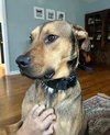 Hank - Photo 5