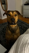 Hank - Photo 6