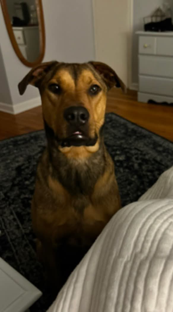 Hank