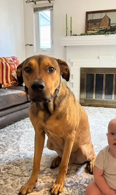 HANK - American Pit Bull Terrier available for adoption
