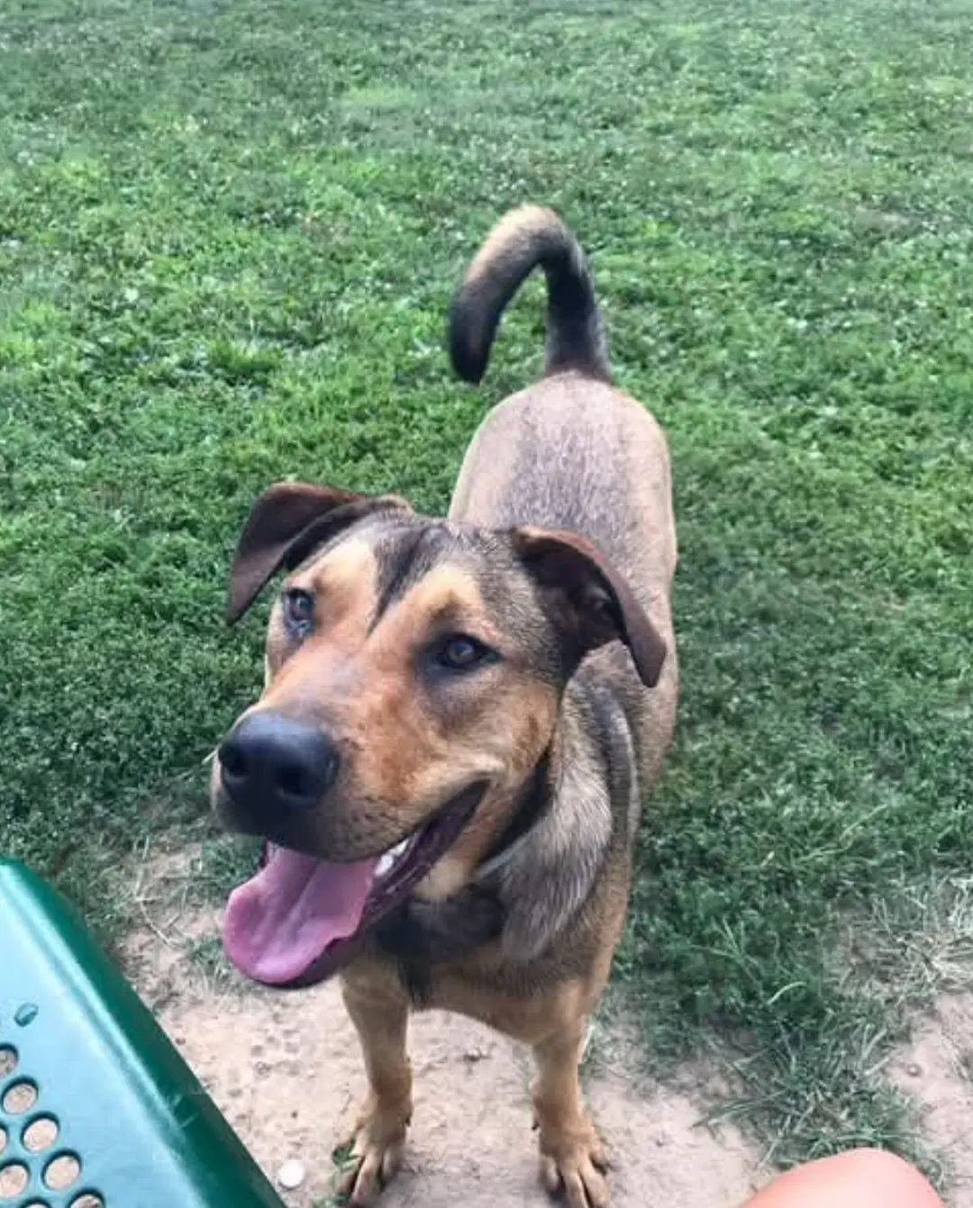 Hank - American Pit Bull Terrier