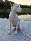 Senene - Photo 10