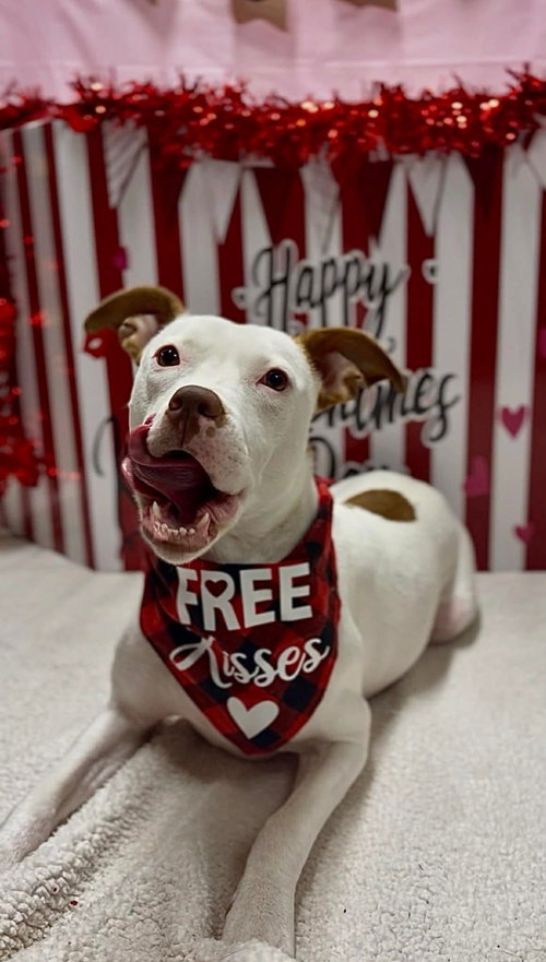SENENE - American Pit Bull Terrier available for adoption