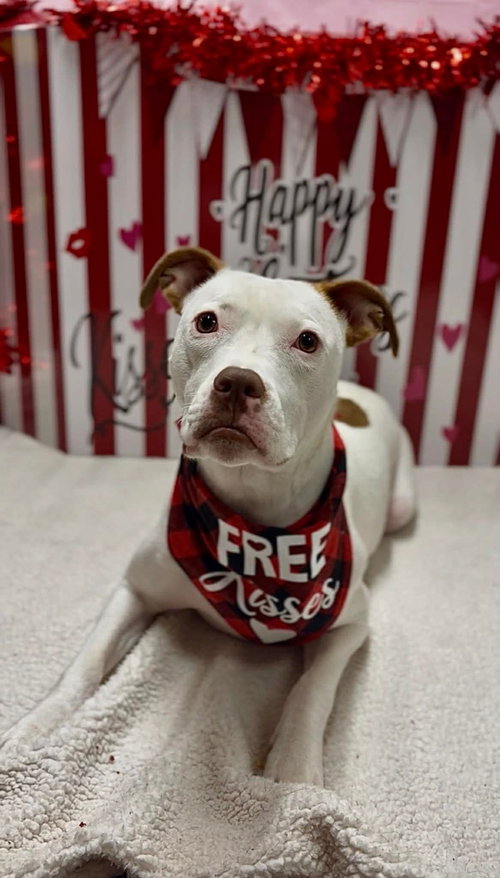 SENENE - American Pit Bull Terrier available for adoption