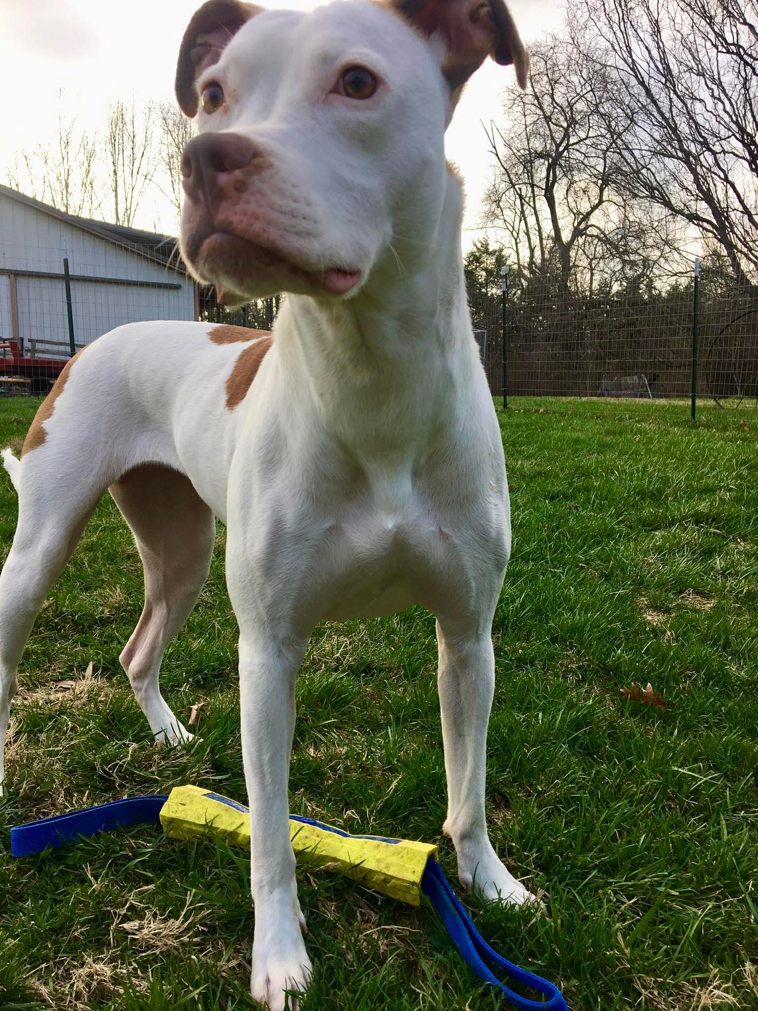 Pit Bull