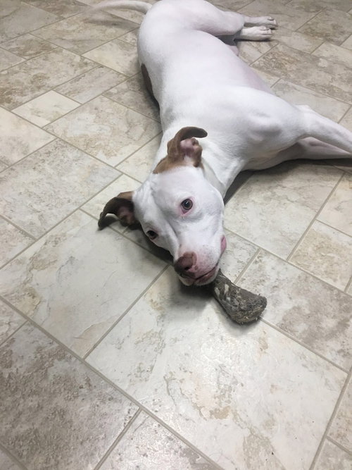 SENENE - American Pit Bull Terrier available for adoption
